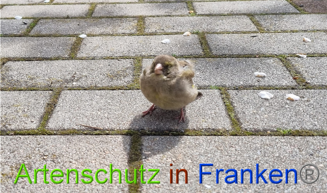 © Artenschutz in Franken® Bild zum Eintrag (1085394-160)