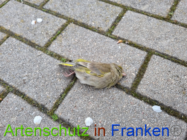 © Artenschutz in Franken® Bild zum Eintrag (1085396-160)