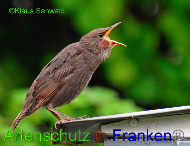 © Artenschutz in Franken® / Klaus Sanwald Bild zum Eintrag (1085958-160)