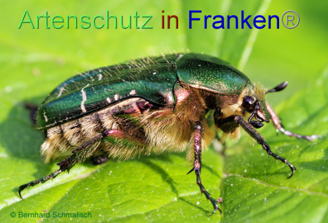 © Artenschutz in Franken® / Bernhard Schmalisch Bild zum Eintrag (1086136-160)