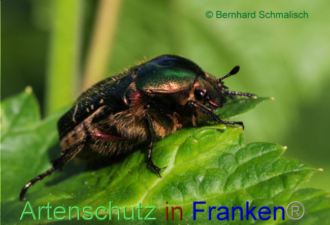 © Artenschutz in Franken® / Bernhard Schmalisch Bild zum Eintrag (1086137-160)