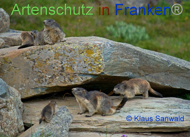 © Artenschutz in Franken® / Klaus Sanwald Bild zum Eintrag (1086263-160)