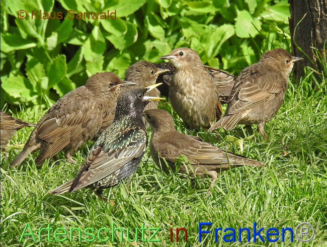 © Artenschutz in Franken® / Klaus Sanwald Bild zum Eintrag (1086273-160)