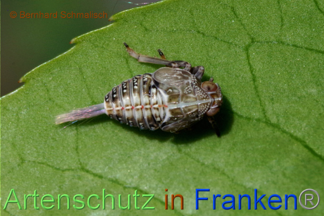 © Artenschutz in Franken® / Bernhard Schmalisch Bild zum Eintrag (1086323-160)