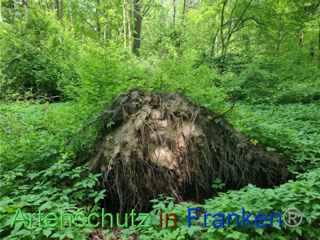 © Artenschutz in Franken® Bild zum Eintrag (1086408-160)