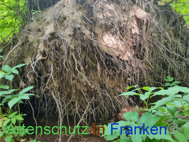 © Artenschutz in Franken® Bild zum Eintrag (1086409-160)