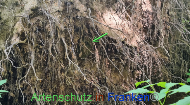 © Artenschutz in Franken® Bild zum Eintrag (1086410-160)