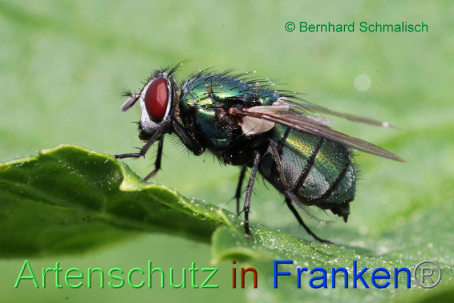 © Artenschutz in Franken® / Bernhard Schmalisch Bild zum Eintrag (1086767-160)