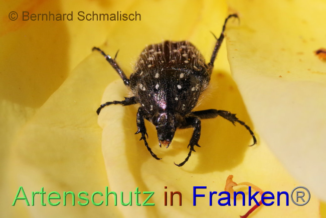 © Artenschutz in Franken® / Bernhard Schmalisch Bild zum Eintrag (1086817-160)