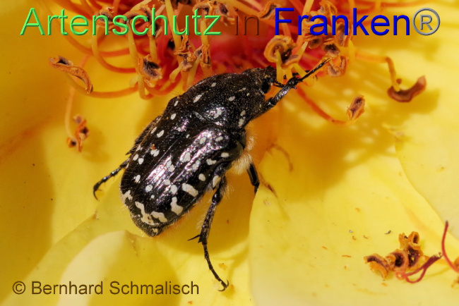 © Artenschutz in Franken® / Bernhard Schmalisch Bild zum Eintrag (1086818-160)