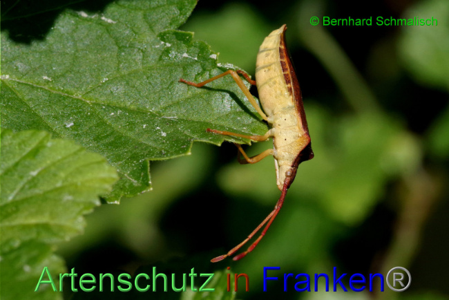 © Artenschutz in Franken® / Bernhard Schmalisch Bild zum Eintrag (1086840-160)