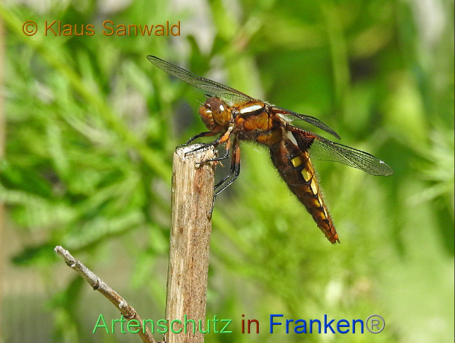 © Artenschutz in Franken® / Klaus Sanwald Bild zum Eintrag (1086888-160)