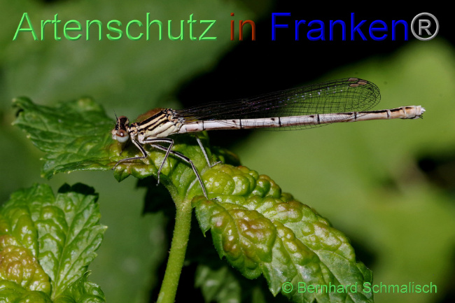 © Artenschutz in Franken® / Bernhard Schmalisch Bild zum Eintrag (1086902-160)