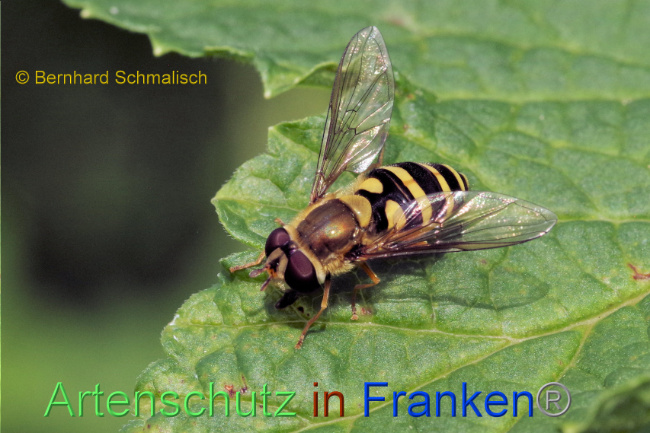 © Artenschutz in Franken® / Bernhard Schmalisch Bild zum Eintrag (1086994-160)