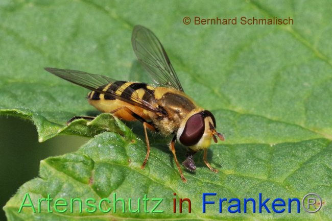 © Artenschutz in Franken® / Bernhard Schmalisch Bild zum Eintrag (1086995-160)
