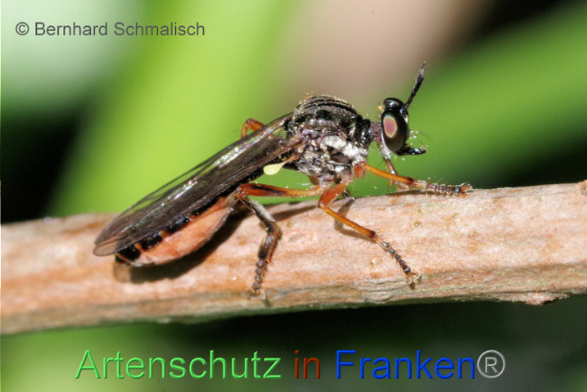 Bild zum Eintrag (1087004-160)