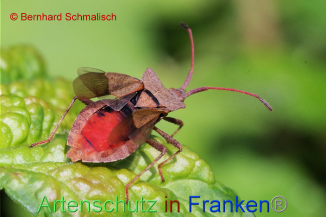 © Artenschutz in Franken® / Bernhard Schmalisch Bild zum Eintrag (1087026-160)
