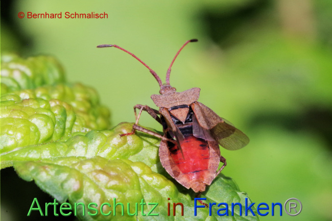 © Artenschutz in Franken® / Bernhard Schmalisch Bild zum Eintrag (1087027-160)