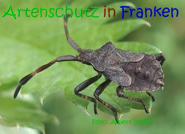 © Artenschutz in Franken® / Albert Meier Bild zum Eintrag (1087033-160)