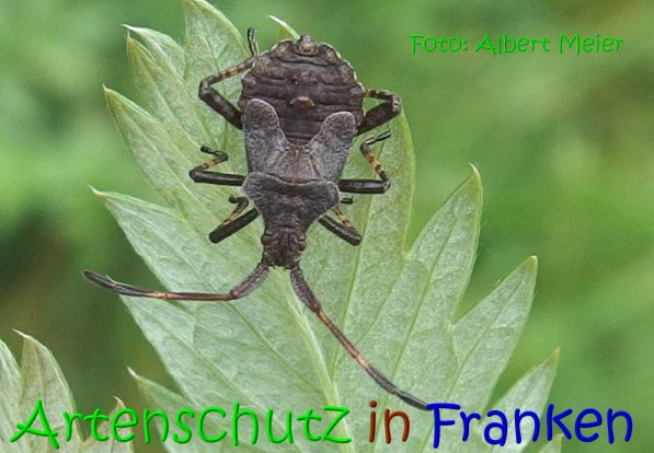 © Artenschutz in Franken® / Albert Meier Bild zum Eintrag (1087035-160)