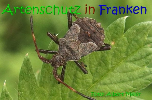 © Artenschutz in Franken® / Albert Meier Bild zum Eintrag (1087036-160)