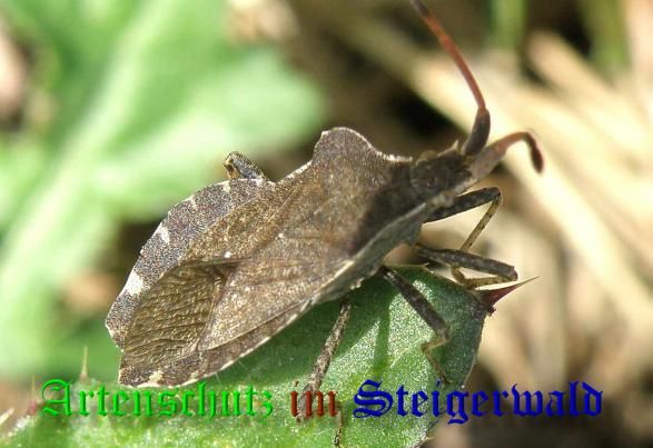 © Artenschutz in Franken® / Albert Meier Bild zum Eintrag (1087038-160)