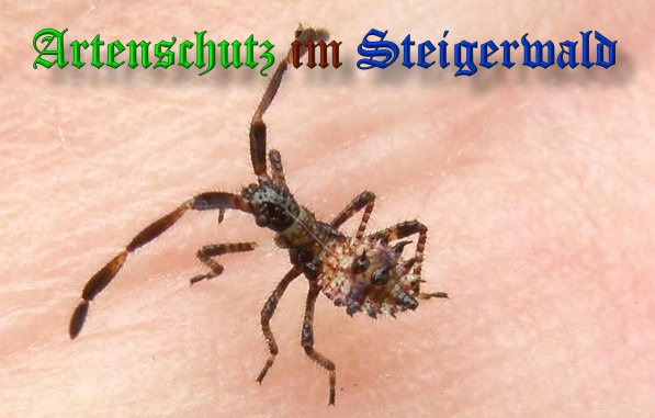 © Artenschutz in Franken® / Albert Meier Bild zum Eintrag (1087040-160)