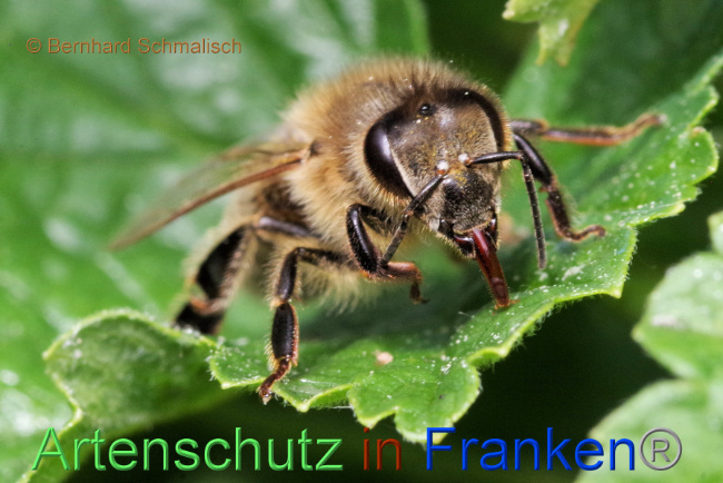 © Artenschutz in Franken® / Bernhard Schmalisch Bild zum Eintrag (1087045-160)