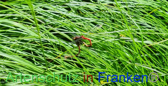 © Artenschutz in Franken® / Karl Bromm Bild zum Eintrag (1087078-160)