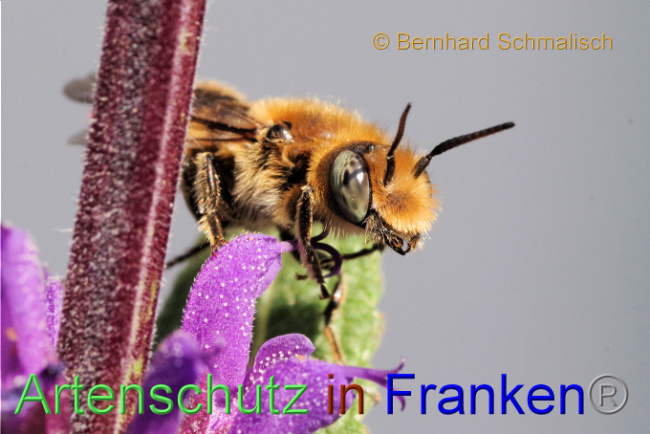 © Artenschutz in Franken® / Bernhard Schmalisch Bild zum Eintrag (1087101-160)