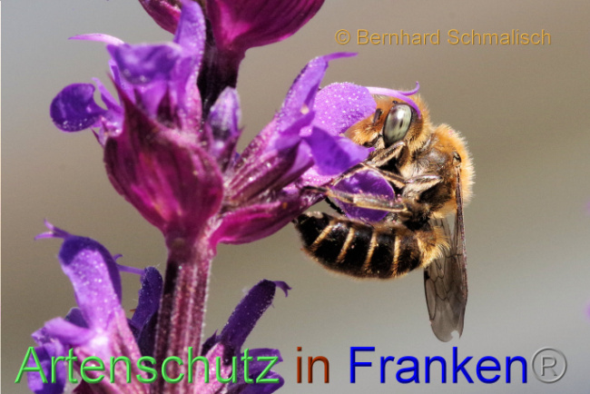 © Artenschutz in Franken® / Bernhard Schmalisch Bild zum Eintrag (1087103-160)