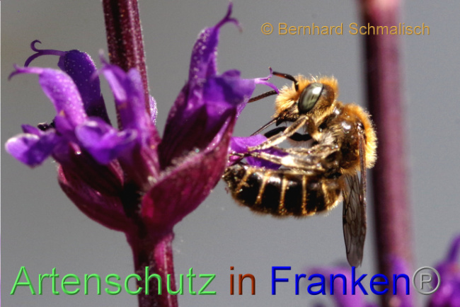 © Artenschutz in Franken® / Bernhard Schmalisch Bild zum Eintrag (1087105-160)