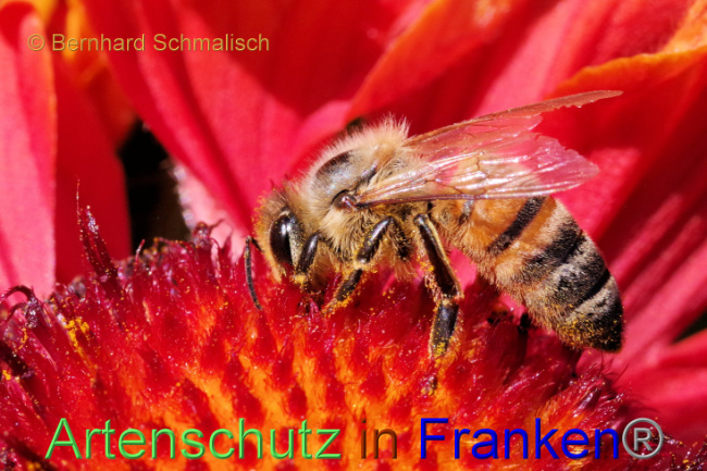© Artenschutz in Franken® / Bernhard Schmalisch Bild zum Eintrag (1087109-160)