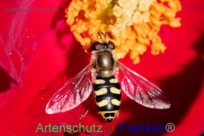 © Artenschutz in Franken® / Bernhard Schmalisch Bild zum Eintrag (1087119-160)