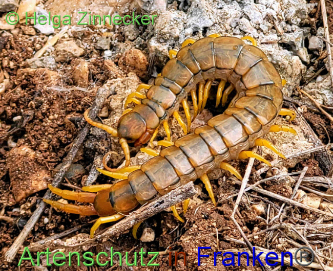 © Artenschutz in Franken® / Helga Zinnecker Bild zum Eintrag (1087256-160)