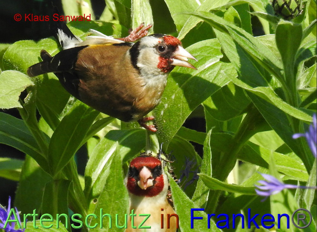© Artenschutz in Franken® / Klaus Sanwald Bild zum Eintrag (1087263-160)