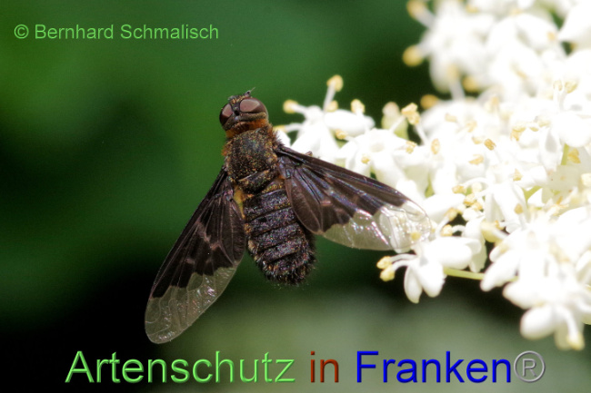 © Artenschutz in Franken® / Bernhard Schmalisch Bild zum Eintrag (1087309-160)