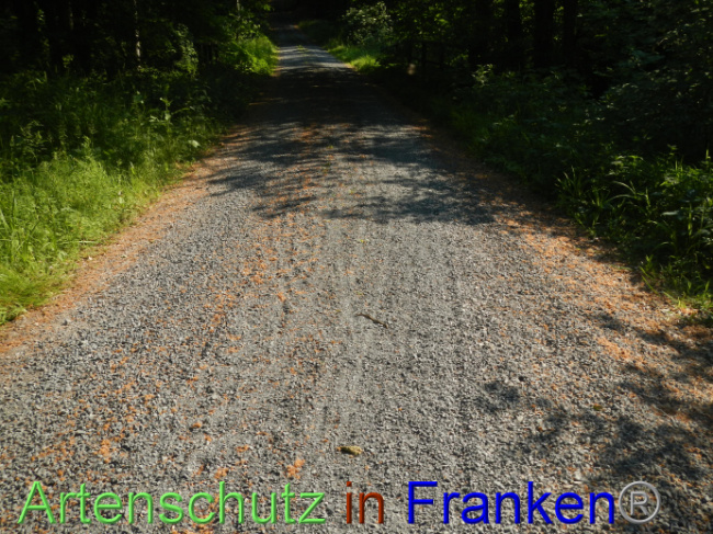 © Artenschutz in Franken® Bild zum Eintrag (1087355-160)