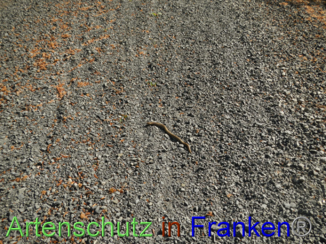 © Artenschutz in Franken® Bild zum Eintrag (1087356-160)