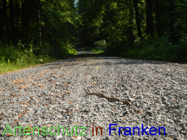 © Artenschutz in Franken® Bild zum Eintrag (1087358-160)