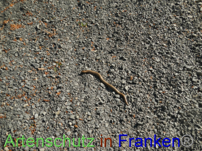 © Artenschutz in Franken® Bild zum Eintrag (1087359-160)