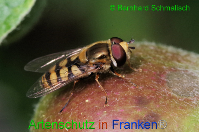 © Artenschutz in Franken® / Bernhard Schmalisch Bild zum Eintrag (1087533-160)