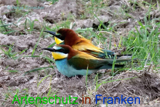 © Artenschutz in Franken® / Helga Zinnecker Bild zum Eintrag (1087654-160)