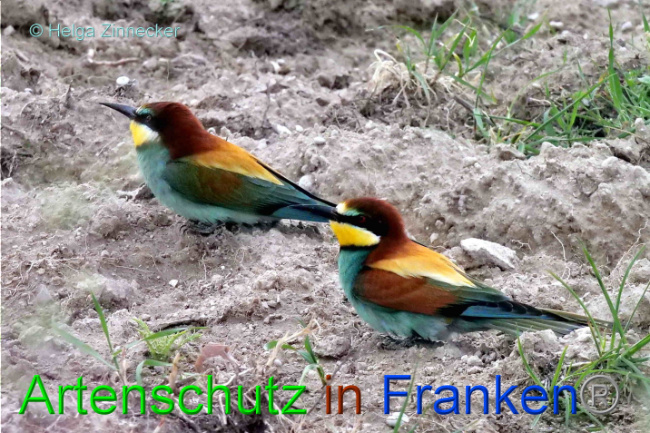 © Artenschutz in Franken® / Helga Zinnecker Bild zum Eintrag (1087655-160)