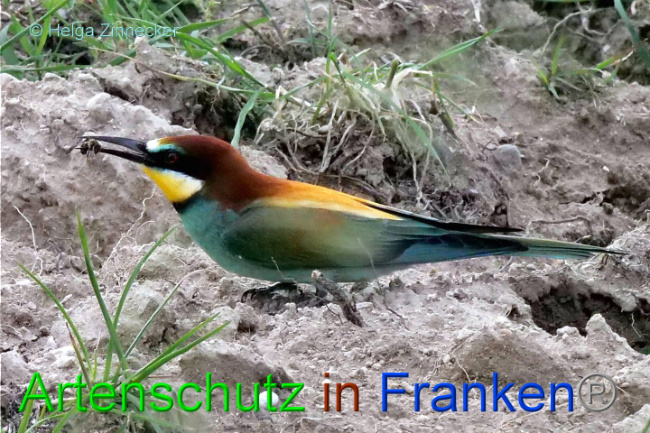 © Artenschutz in Franken® / Helga Zinnecker Bild zum Eintrag (1087656-160)