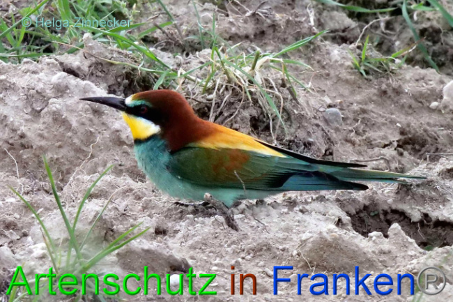 © Artenschutz in Franken® / Helga Zinnecker Bild zum Eintrag (1087663-160)