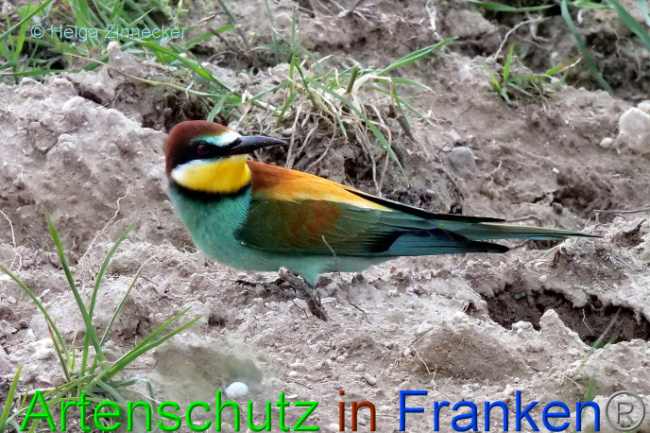 © Artenschutz in Franken® / Helga Zinnecker Bild zum Eintrag (1087664-160)