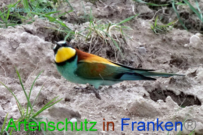 © Artenschutz in Franken® / Helga Zinnecker Bild zum Eintrag (1087665-160)