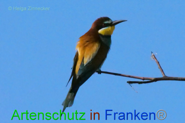 © Artenschutz in Franken® / Helga Zinnecker Bild zum Eintrag (1087666-160)