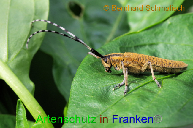 © Artenschutz in Franken® / Bernhard Schmalisch Bild zum Eintrag (1087936-160)